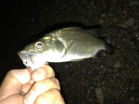 柳の下狙うも不発