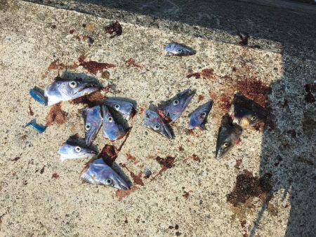 連休は沖堤防で♫