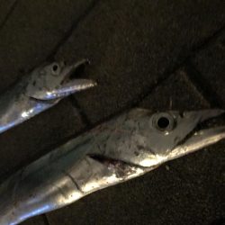 シーサイドコスモでワインド