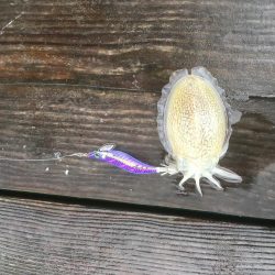 秋の鳴門大満足