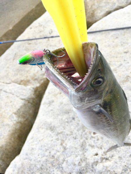 荒天後の爆釣！