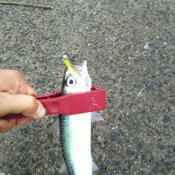 朝練アジングのはずが