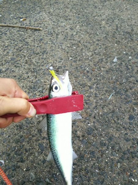 朝練アジングのはずが