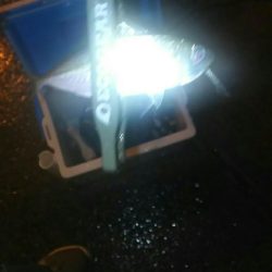 雨の中アジング