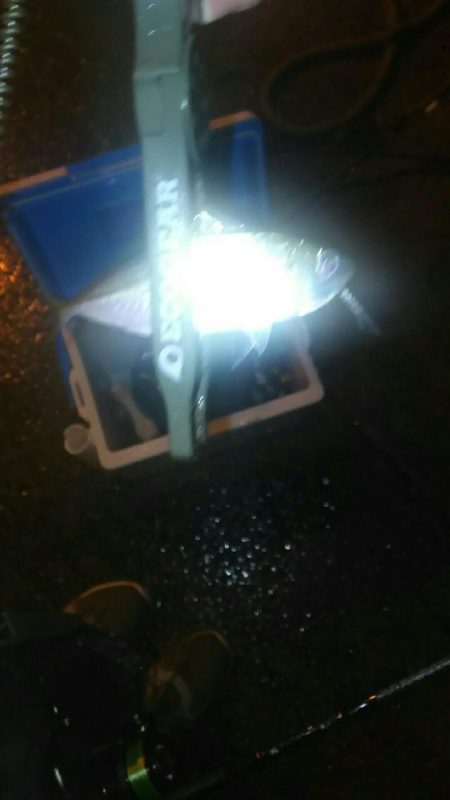 雨の中アジング