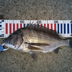 チヌのトップゲーム