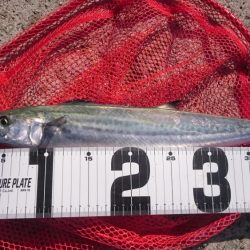 ライトショアジギ