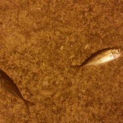 ロックフィッシュ アジゴ エギング