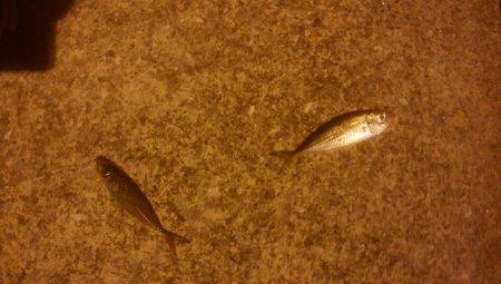 ロックフィッシュ アジゴ エギング