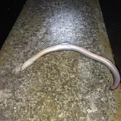 台風後調査の珍客