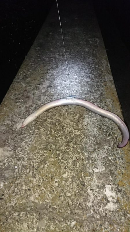 台風後調査の珍客