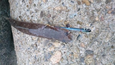 ブルーランナー