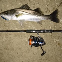 シーバスと珍客