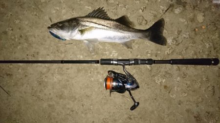 シーバスと珍客