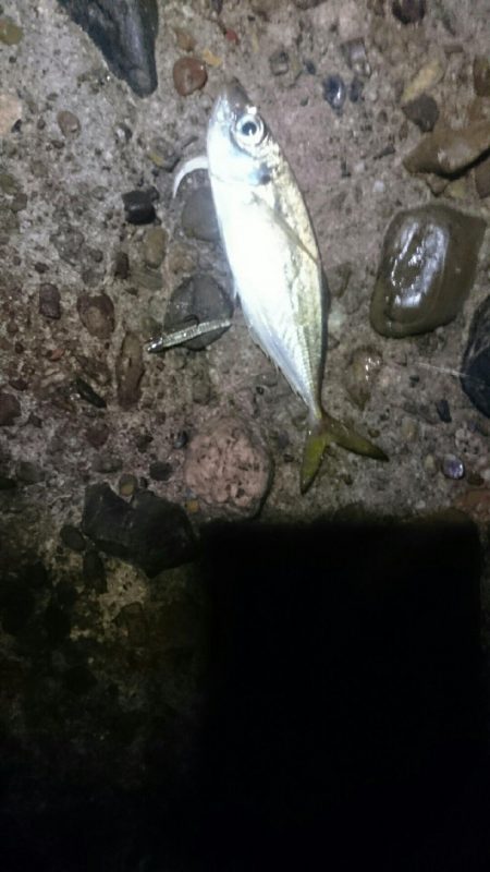 やっぱり面白い。