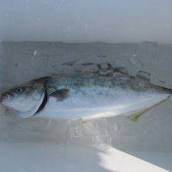 オリジナルメーカー海づり公園(市原市海づり施設) 釣果