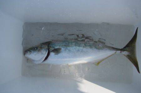 オリジナルメーカー海づり公園(市原市海づり施設) 釣果