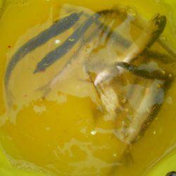 オリジナルメーカー海づり公園(市原市海づり施設) 釣果