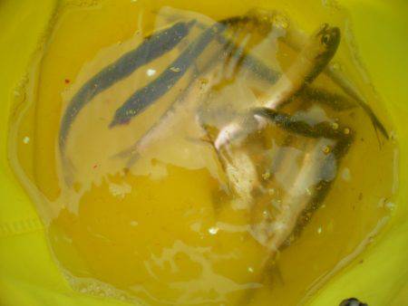 オリジナルメーカー海づり公園(市原市海づり施設) 釣果