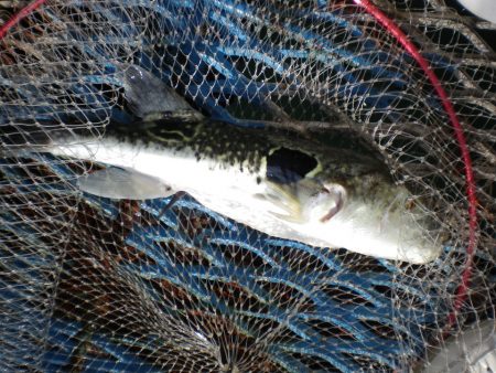 オリジナルメーカー海づり公園(市原市海づり施設) 釣果