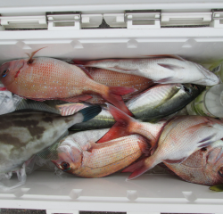 なかくに丸 釣果