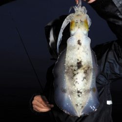 Fisherman Dreams DI 釣果