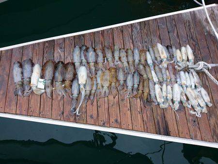 フィッシングボートACE(エース) 釣果