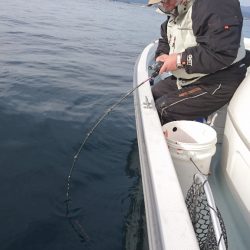 遊漁船ブルーウッズ 釣果