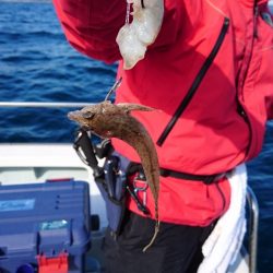 遊漁船ブルーウッズ 釣果