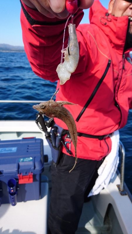 遊漁船ブルーウッズ 釣果