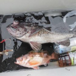 大進丸（新潟） 釣果