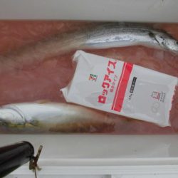 大進丸（新潟） 釣果