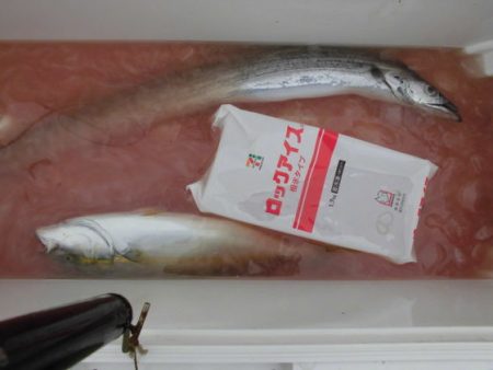 大進丸（新潟） 釣果