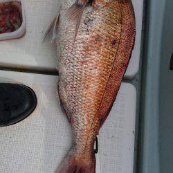 遊漁船ブルーウッズ 釣果