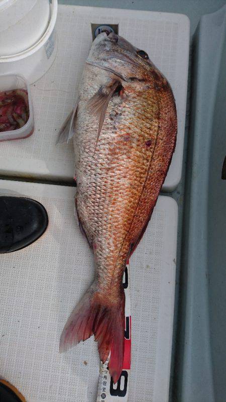 遊漁船ブルーウッズ 釣果