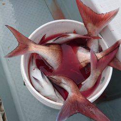 遊漁船ブルーウッズ 釣果