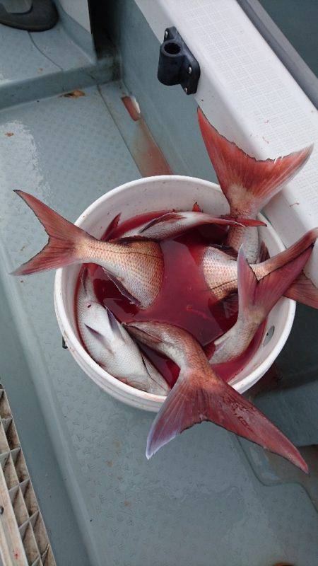 遊漁船ブルーウッズ 釣果