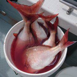 遊漁船ブルーウッズ 釣果