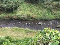 秩父フライフィールド 釣果