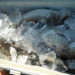 こうゆう丸 釣果