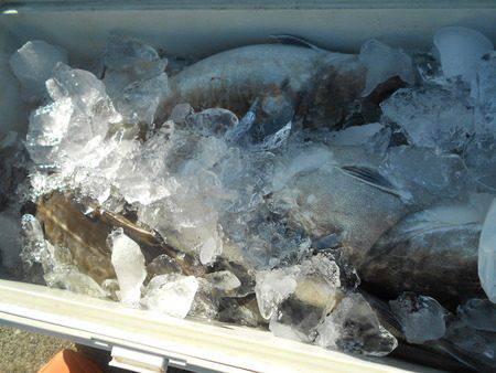 こうゆう丸 釣果