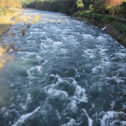 狩野川(狩野川漁業協同組合) 釣果