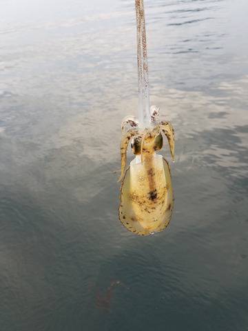 遊漁船　ニライカナイ 釣果