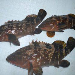 TOPGUN名古屋 釣果