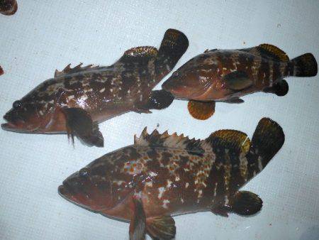 TOPGUN名古屋 釣果