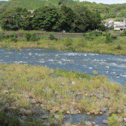 狩野川(狩野川漁業協同組合) 釣果