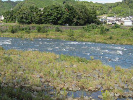 狩野川(狩野川漁業協同組合) 釣果