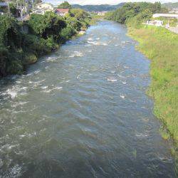 狩野川(狩野川漁業協同組合) 釣果