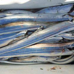 オーフリー 釣果