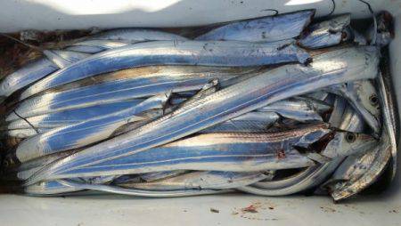 オーフリー 釣果